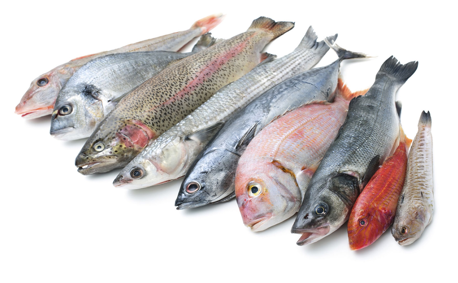 sea foods export
